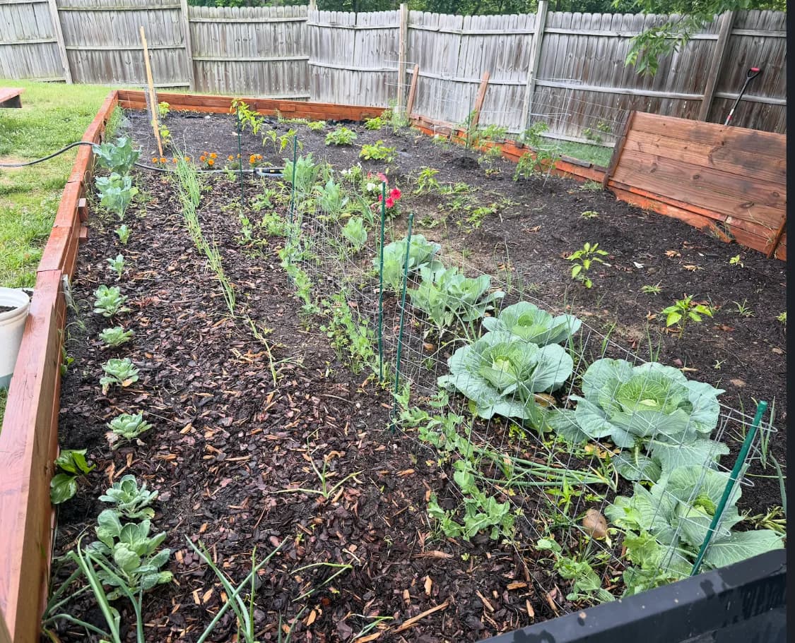 Raised garden beds in the backyard of the sober living home, planted with cabbages and vegetables